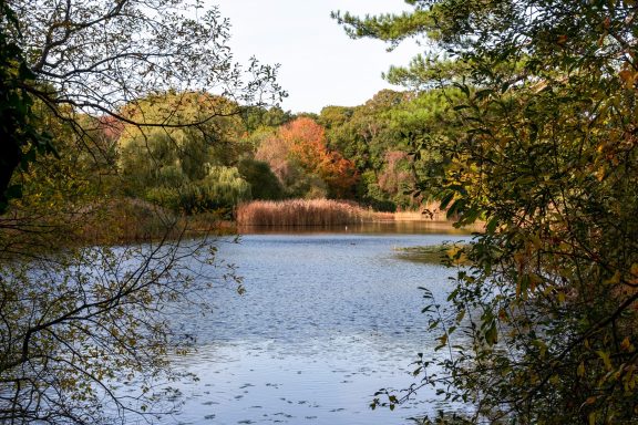 Southampton Common fishing lake in Autumn