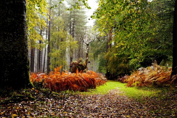 Hidden Autumn colours in the New Forest