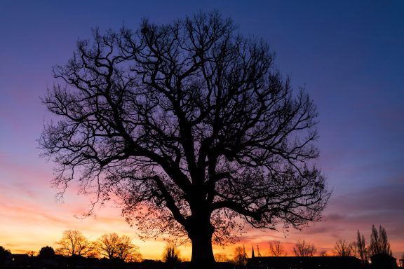 Bare oak tree in Green park Southampton at sunrise