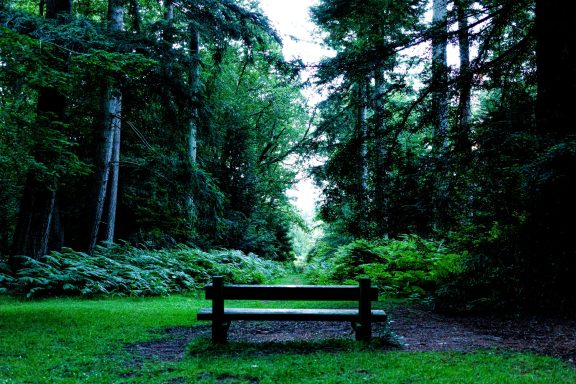 Lonely bench at Ornamental drive in the New Forest