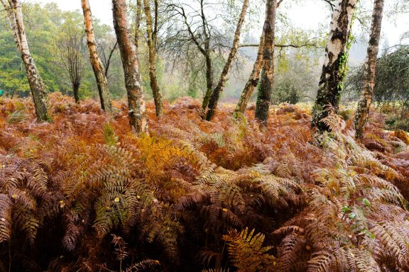 Autumn fern in the New Forest